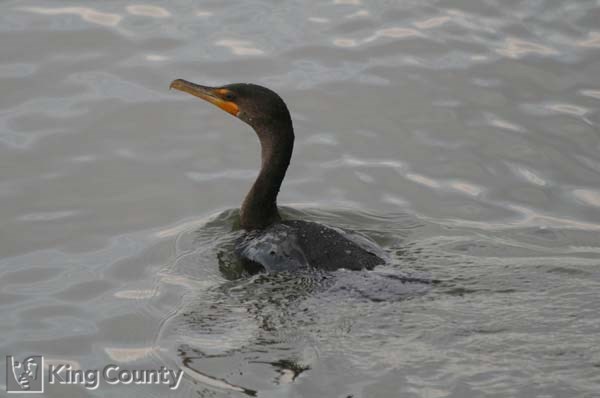 Photo of Double-Crested Cormorant - Phalacrocorax auritus